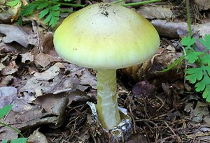Amanita phalloides: guía esencial sobre el hongo más venenoso