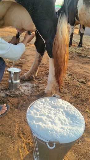 ये वो नस्ल है मेरे भाई 💯#farming #dairyfarm #trending#shorts#explore