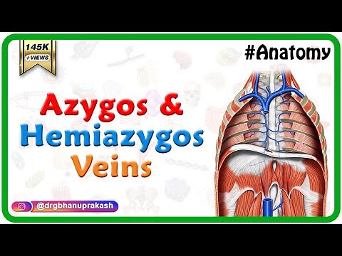 Azygos and Hemiazygos veins - Gross anatomy of Abdomen and pelvis
