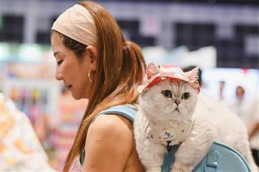 Claws out: Why 2024 was the year of the cat