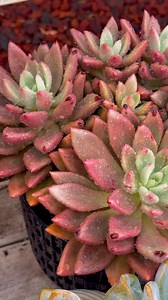Pretty with raindrops #fblifestyle #succulent #succulents #succulentlove #succulentlover #succulentcollector #succulentcollection #succulentgarden #succulentobssession #garden #gardening #followers #positivevibesonly | Jen Jay Aldos-Bacay