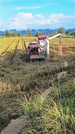 Rice Harvest Machine Fails, Grain Spills All Over Field! #shorts #trending #viral