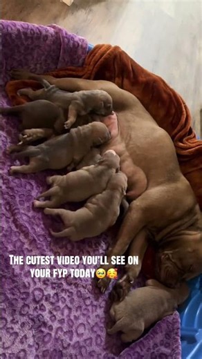 사랑스러운 강아지와 함께하는 행복한 삶 #puppy #dogshorts