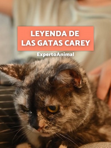 Leyenda de las Gatas Carey: Historia y Mitos