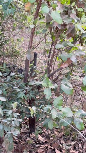 3.4K views · 21 reactions | Giant anteater in the Safari car. | jaguarecologicalreserve | Facebook
