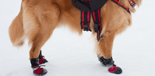 Best Dog Boots for Any Weather
