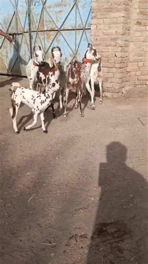 Red Barbari Goat 5 kids ‪@narejogoatfarm9487‬