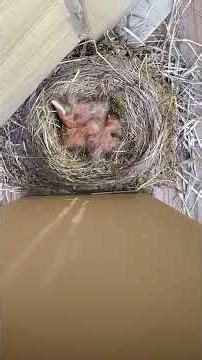 Robin Feeding Nestlings | Backyard Bird Nests
