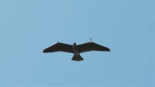 Dutch firm unleashes Evolution Eagle, a covert military spy drone