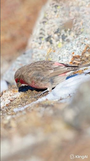 Red-fronted Rosefinch (Carpodacus puniceus)
