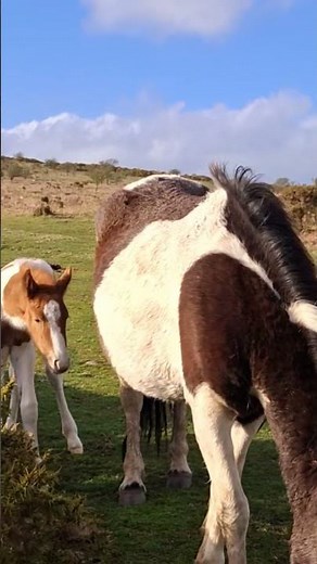 15 April, NEW BORN FOAL ON Bodmin Moor. wild little foal. #equine #bodminmoor #ponies #horse