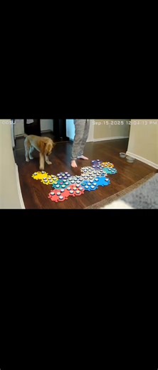 Funny Conversation with My Dog About Power Washing