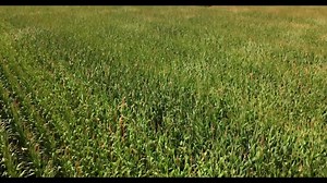 24K views · 1.2K reactions | With so many amazing small towns across America, I'm honored to entertain them. I’m very proud to partner with DISH because for over 40 years, they have also been dedicated to connecting these communities with entertainment! Nobody does it better than DISH! | Luke Bryan | Facebook