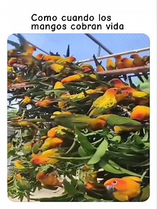 #viralr #elcampoesvida | Samary Villafan