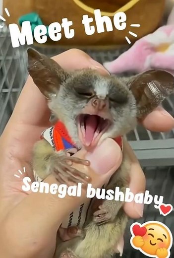🐒 Tiny Night Ninja: The Amazing Senegal Bushbaby 🌙✨