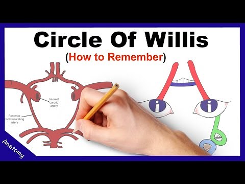 Circle of Willis Mnemonic (How to remember)