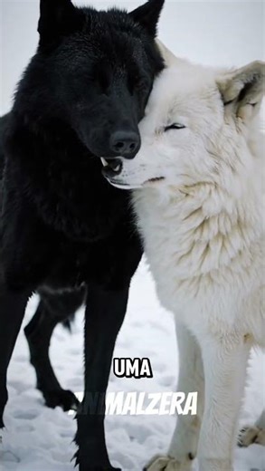 The wolf is not just a giant dog.