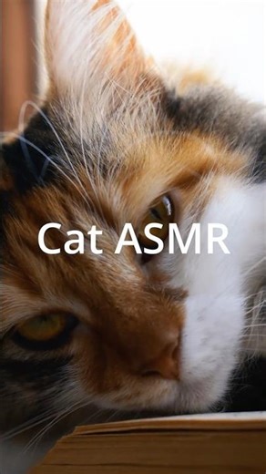 Soft Cat Purring 🐱 | Cozy Random Cat Moments (Real Audio • No AI)