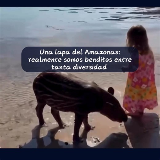 La Lapa, conocida científicamente como Cuniculus paca, es un roedor que habita los llanos venezolanos y el parque nacional Canaima. Juega un rol fundamental en la biodiversidad de nuestra finca. Este animal, además de ser parte importante de los ecosistemas terrestres, contribuye a la dispersión de semillas y al equilibrio natural de los suelos. #venezuela #venezolanos #paratiiiiiiiiiiiiiiiiiiiiiiiiiiiiiii #caracas | Venezolanos de Pura Cepa