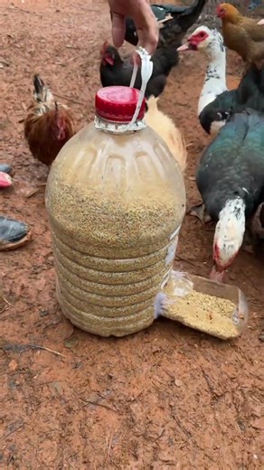 DIY Chicken Feeder from Plastic Bottles – Smart Recycling Idea 🐔♻️