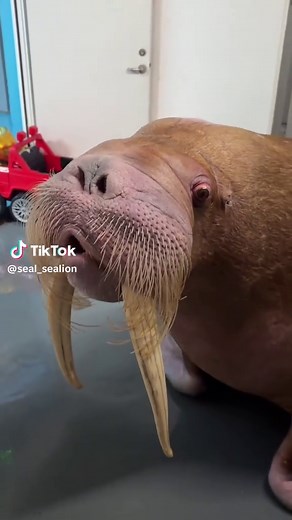 Funny Walrus Moments & Cute Walrus Videos