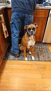 Can't you read the signs! #BoxerLove #BoxerDog #BoxerGoofball #BoxerLife #BoxerAntics #BoxerEnergy #BoxerSquad #BoxerNation | Boxer_dog_lovers