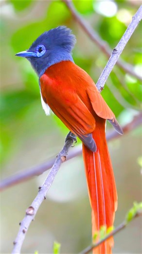 Relaxing Birdsong – Exotic Morning Birds Chirping for Sleep, Study, Meditation & Stress Relief