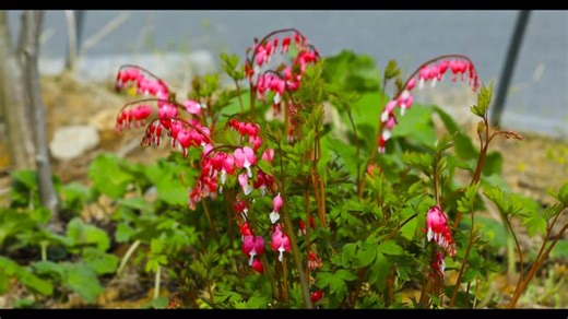 Free video - Bleeding Heart, Spring Flowers