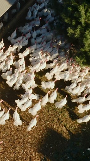 18 reactions · 4 comments | Every single turkey ButcherBox delivers this Thanksgiving can be traced right back to the Jaindl family farm in Lehigh Valley, Pennsylvania 旅 We’re proud to source from multi-generational farmers, and we hope you are too. Haven't ordered yours yet? No need to worry, there's still plenty of time: https://shop.butcherbox.com/products/thanksgiving-turkey-box-14-18-lb-turkey #Thanksgiving #turkey #cooking #recipes #thanksgivingdinner | ButcherBox | Facebook