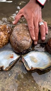 Amizing sea cucumber 😱😱 #Amizing #fblifestyle | Master Ilanders