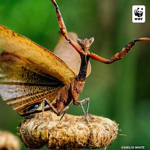 2.1K views · 187 reactions | The fall 2022 edition of World Wildlife magazine is now available online! Here’s a look at some of our favorite stories. | World Wildlife Fund | Facebook