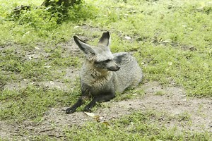 Dovolená v ČR - 3. den, ZOO Dvůr Králové a Safari – Bára P. – album on Rajče