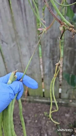 String Beans Harvesting 101
