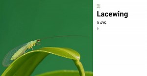Lacewing | Bugs For Bugs