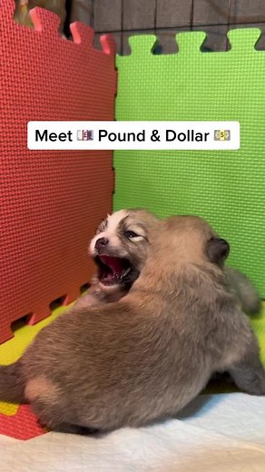 Euro taking care of her puppies, Day 14 ❤️ #eurothepomeranian #puppiesoftiktok #motherdog #fyp #cutedogsoftiktok