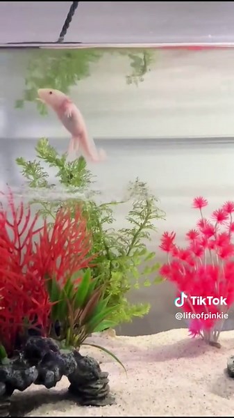 Life of Pinkie op TikTok