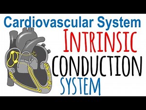 Intrinsic conduction system of the heart