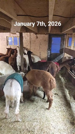 🦙 January 7th, 2025 - Feeding Time at the Farm! Join us LIVE every morning at 7:30 AM ET as we feed our alpacas. Watch on Facebook or Instagram 👉 @SamysAlpacaFarm Want to help support our alpacas? There are a few ways you can help us care for them: • Come out for a farm visit • Book a farm stay (sleep over on the farm!) • Shop our webstore — you can even buy grain for the alpacas 😀 Learn more here: 🌐 www.samysalpacafarms.ca 💬 Tell us in the comments — are you watching from home, who or what