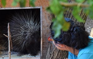 2.4K views · 71 reactions | How do you become a Veterinary Technician? We asked the folks who know best and got to pet some goats along the way #vettechweek  | Elmwood Park Zoo | Facebook