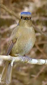 birds screaming sound short video amazing bird wildlife