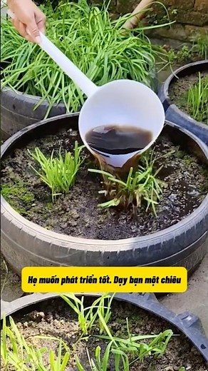 How to Grow Lush Chives Year-Round Without Fertilizer | Simple Tips for Vibrant Chives Anyone Can Do