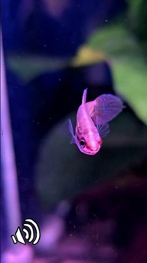 Croaking gourami ✨