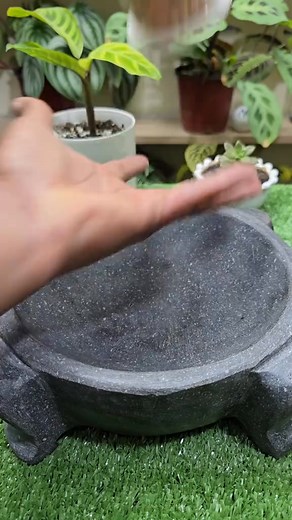 Learn how to make a natural lentil bio-stimulant using crushed lentils and water to strengthen roots, improve nutrient absorption, and promote plant growth safely and organically. #plants #gardening #biostimulant #rootingagent #organicfarming | MY OWN Garden