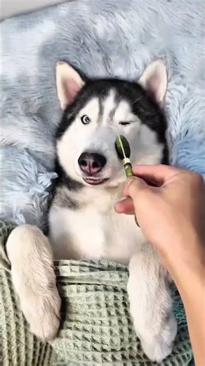 ASMR|Harmonizing With My Husky #feedshorts #husky