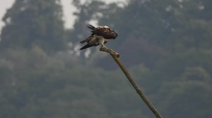 73K views · 1.3K reactions | The Osprey with the fish on this perch...