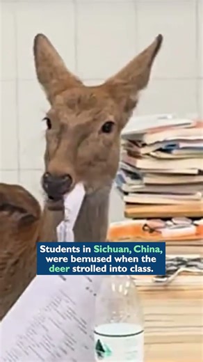Wild Deer eats exam papers 😅 #shorts
