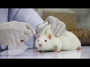 Why Animals Are Needed in Biomedical Research | Experiment on animals, :Inside the lab