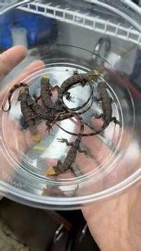 My Chinese crocodile lizard had babies! Here’s how I set them up in @ZooMed 12” cubes!