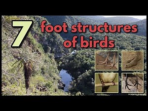 7 FOOT STRUCTURES OF BIRDS