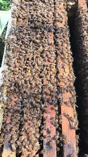 Apicoltura CD: 🐝 Tempo di Melari! Biancospino e Tarassaco in Fiore 🌼#apicolturacd